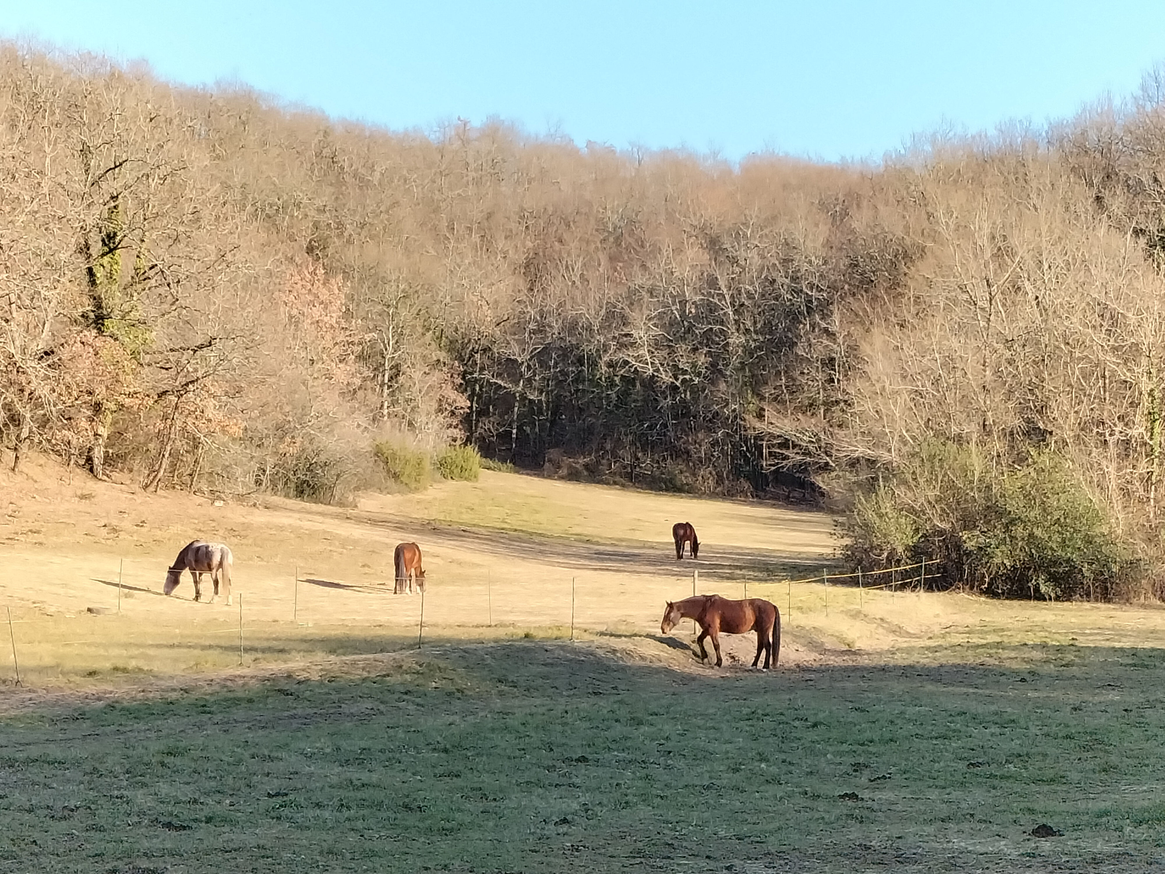 tournon-autour-du-cheval_photo