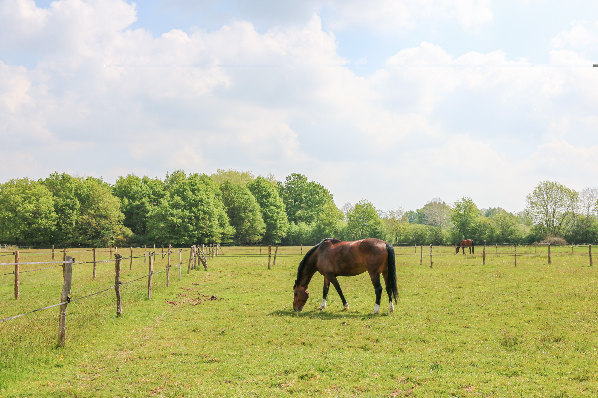 les-ecuries-de-faouell_photo