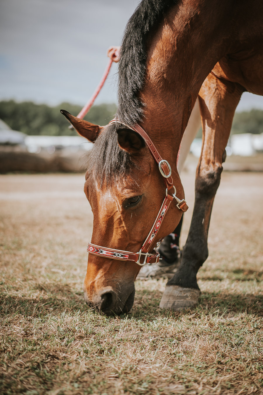 poney-club-des-mesnuls_photo