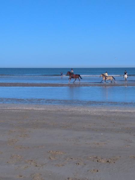 ecurie-de-gouttieres_photo