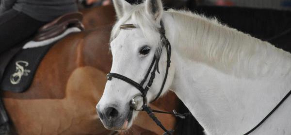 centre-equestre-de-menois_photo