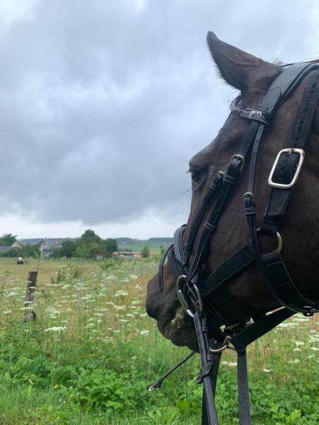 horse-holidays-france_photo