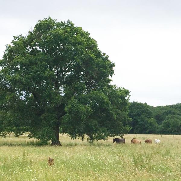 eco-domaine-equin_photo