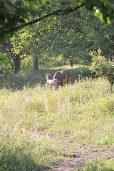 domaine-du-cruvelet_photo