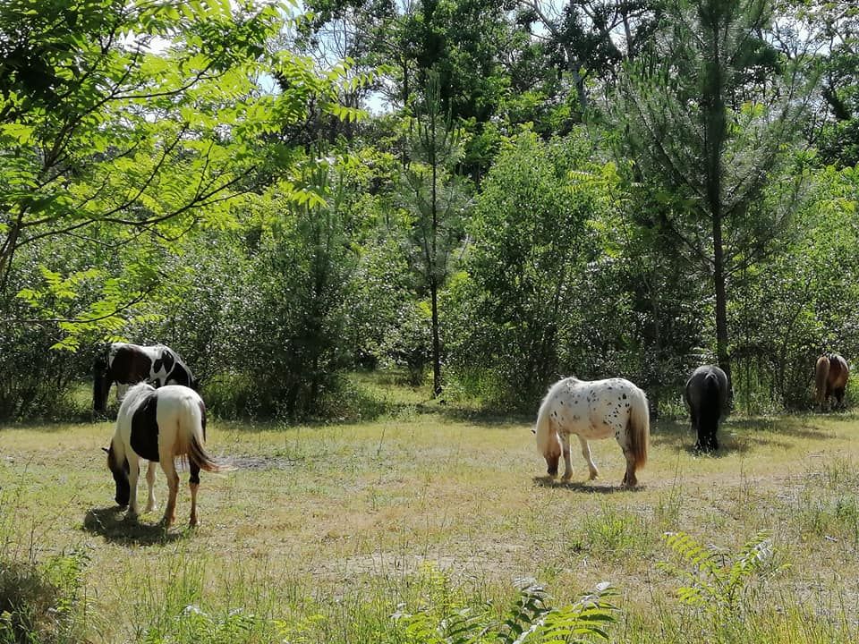 haras-de-merindol-2_photo