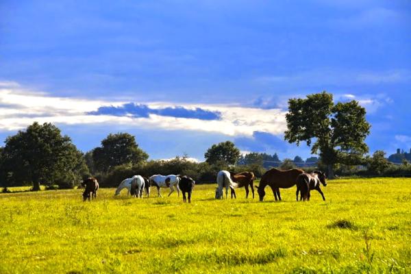 domaine-equestre-d-ecyla_photo