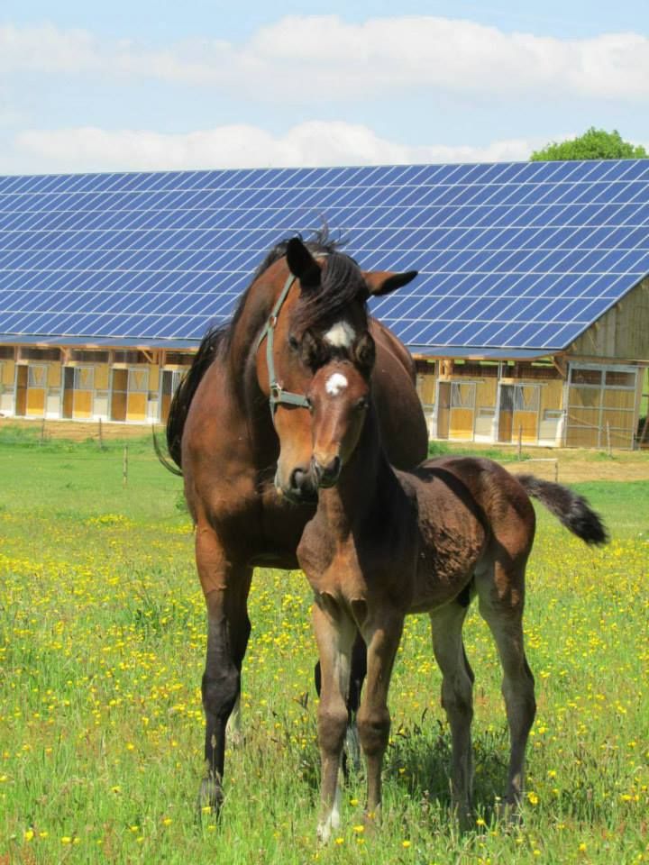 ecurie-equi-libre-couparie_photo