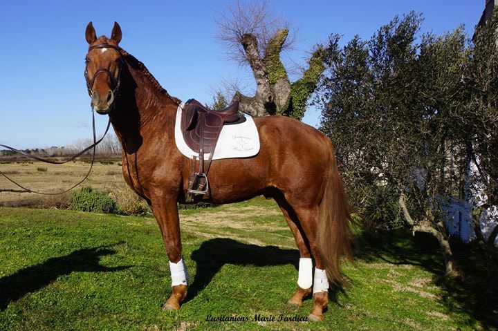 ecurie--dressage-marie-tardieu_photo