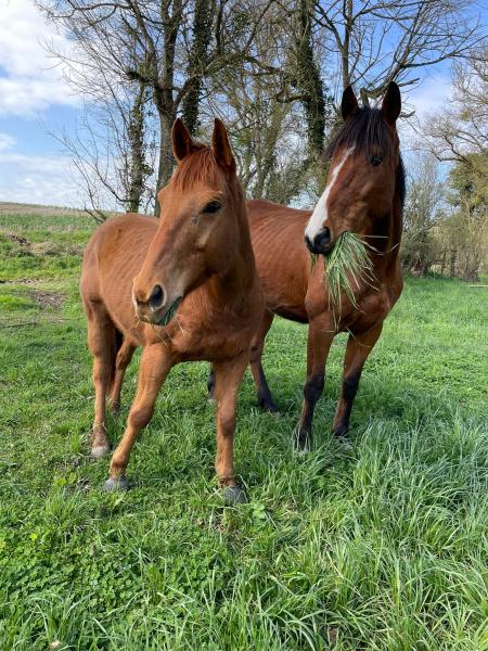 agora-du-cheval_photo