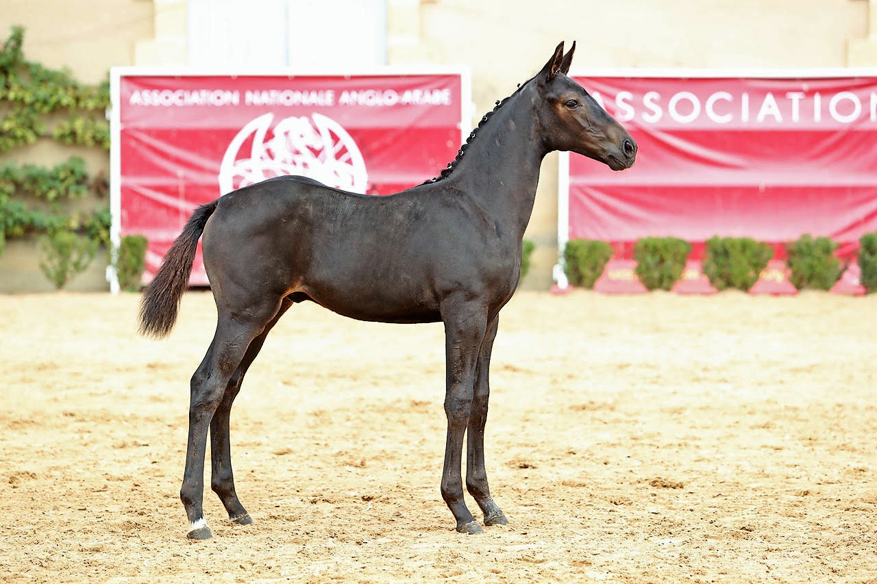 haras-de-la-chanebiere_photo